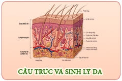 Cấu trúc và sinh lý da